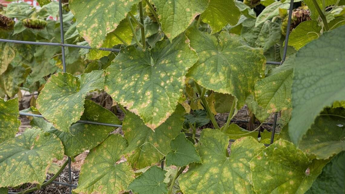 Late summer garden stress? How to decide whether to keep plants, or start fresh