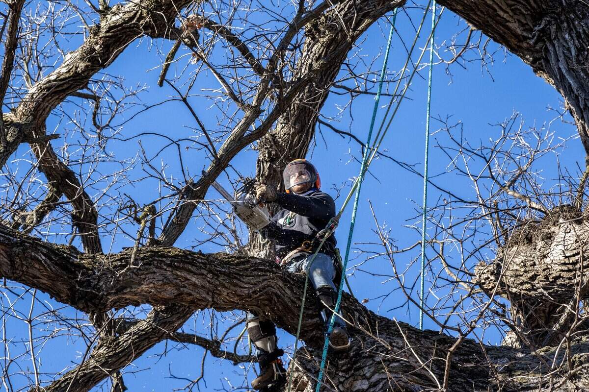 Ben Zelfer, an arborist, cuts down limbs during the removal of a 250-year-old bur oak tree on Wednesday, Jan. 14, 2026, in the Northeast neighborhood of Kansas City.