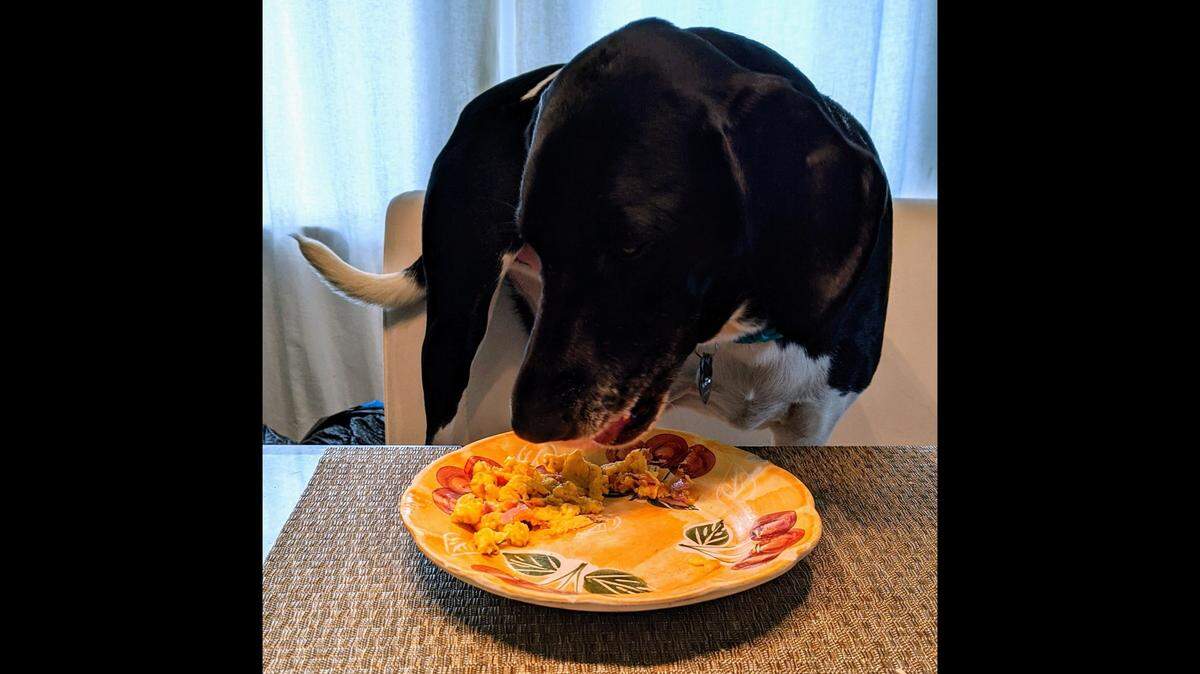 A cheeseburger I always welcome, but any meal that someone put effort into will do, says the dog.