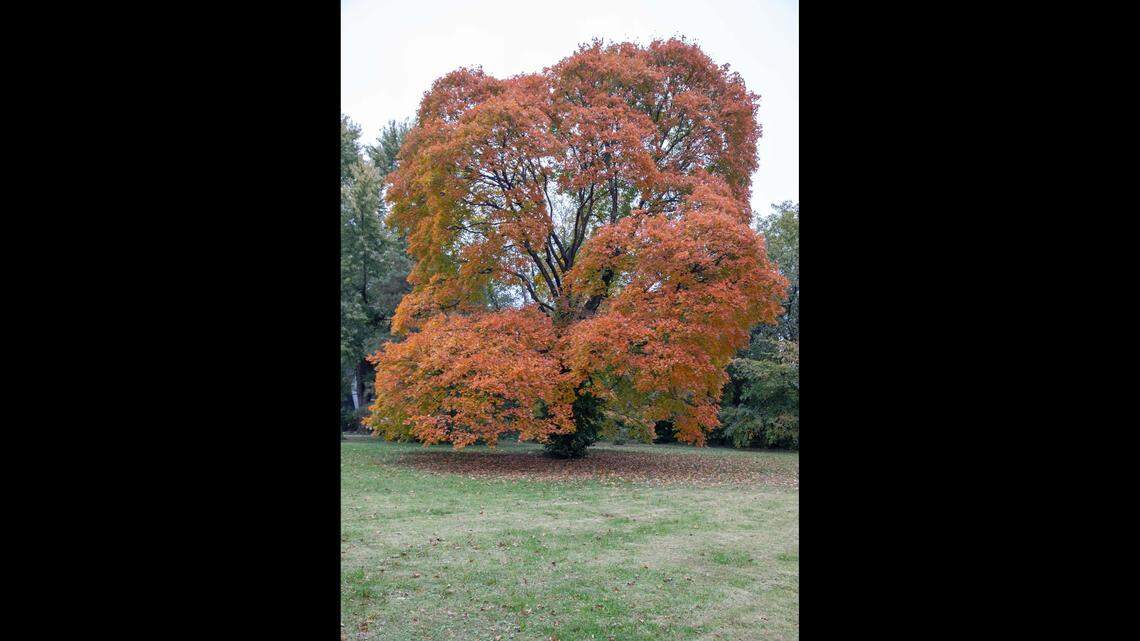 Eager to tidy garden? Discover why it’s wise to back away from the pruners in autumn