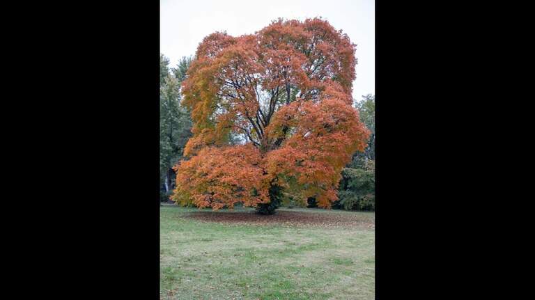 Eager to tidy garden? Discover why it’s wise to back away from the pruners in autumn