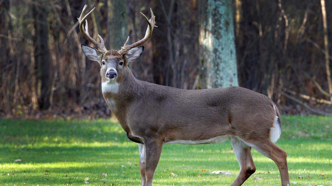 A white-tailed buck. Michigan Department of Natural Resources conservation officers say a man faces 15 charges in connection to nine poached trophy bucks illegally hunted.