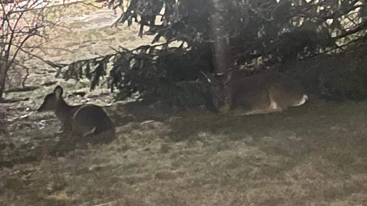 Deer holding a vigil at an unexpected spot.