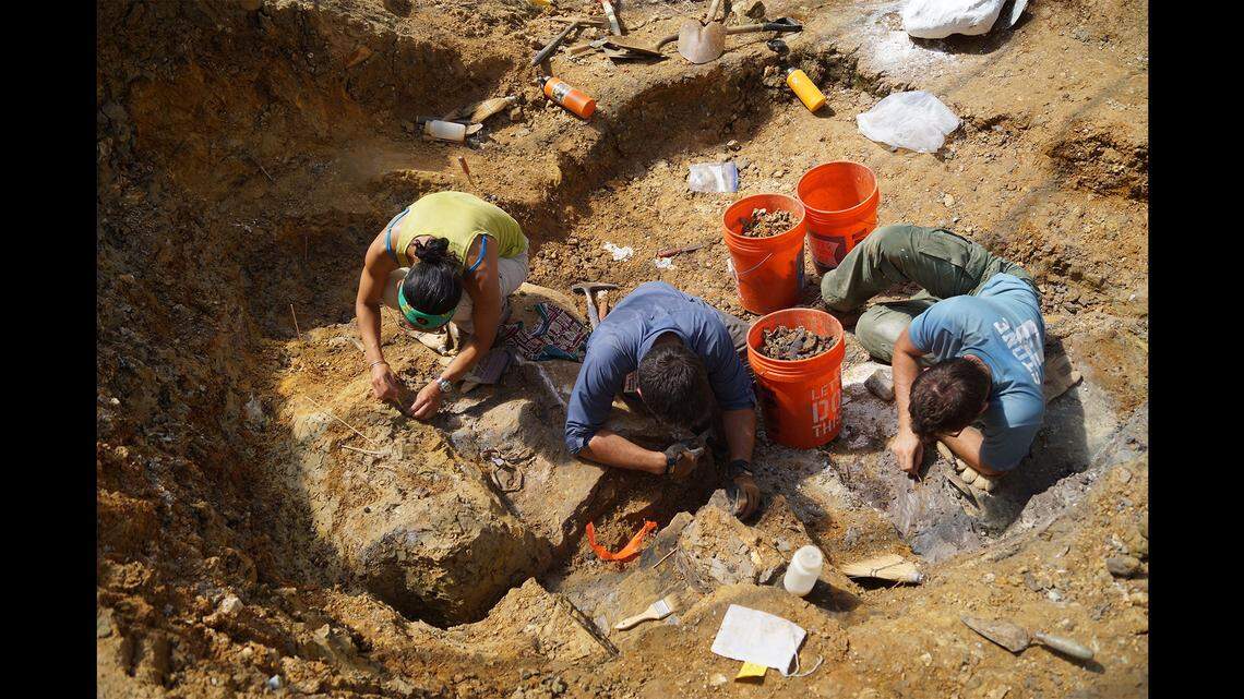 A crew of paleontologists from the Field Museum excavating the bones of Parrosaurus missouriensis at a dig site in Missouri.