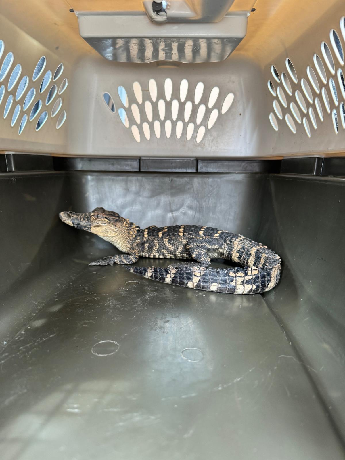 The missing alligator was found outside the back door of the middle school with the tape still covering its mouth. The gator is still being evaluated by staff and professionals but was mobile in its carrier on the way to KC Pet Project.