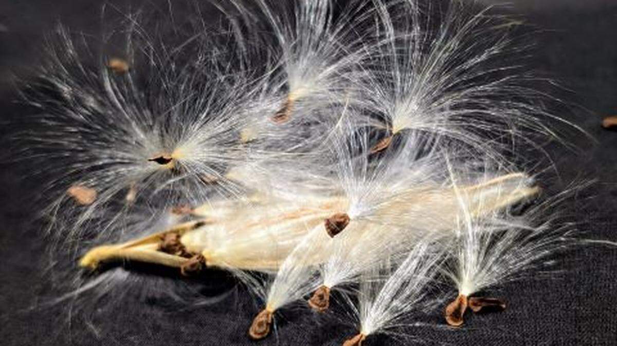 If you’ve collected milkweed seeds, they may need a cold stratification, or cold treatment, period to imitate the outdoor winter conditions.
