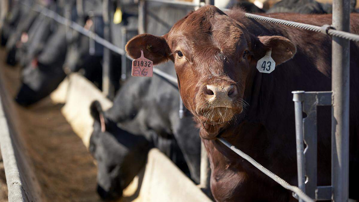 That’s a big part of why meat prices are so high at the grocery store. The bipartisan American Beef Labeling Act and 50/14 Bill would help the little guy.