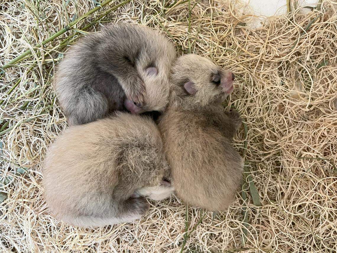 Red panda triplets were born at a zoo in Lincoln, Nebraska.