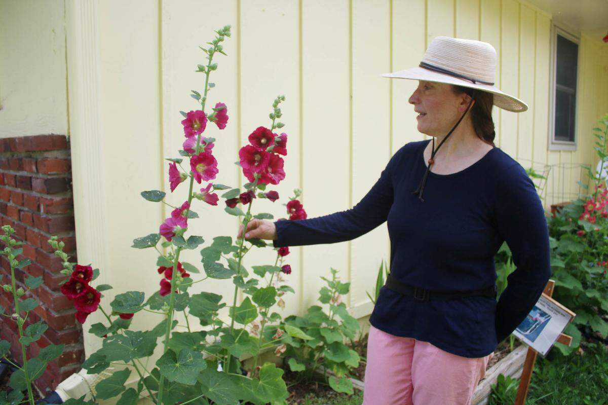 One of the taller varieties of flowers in Dawn Bly’s flower farm are hollyhocks.