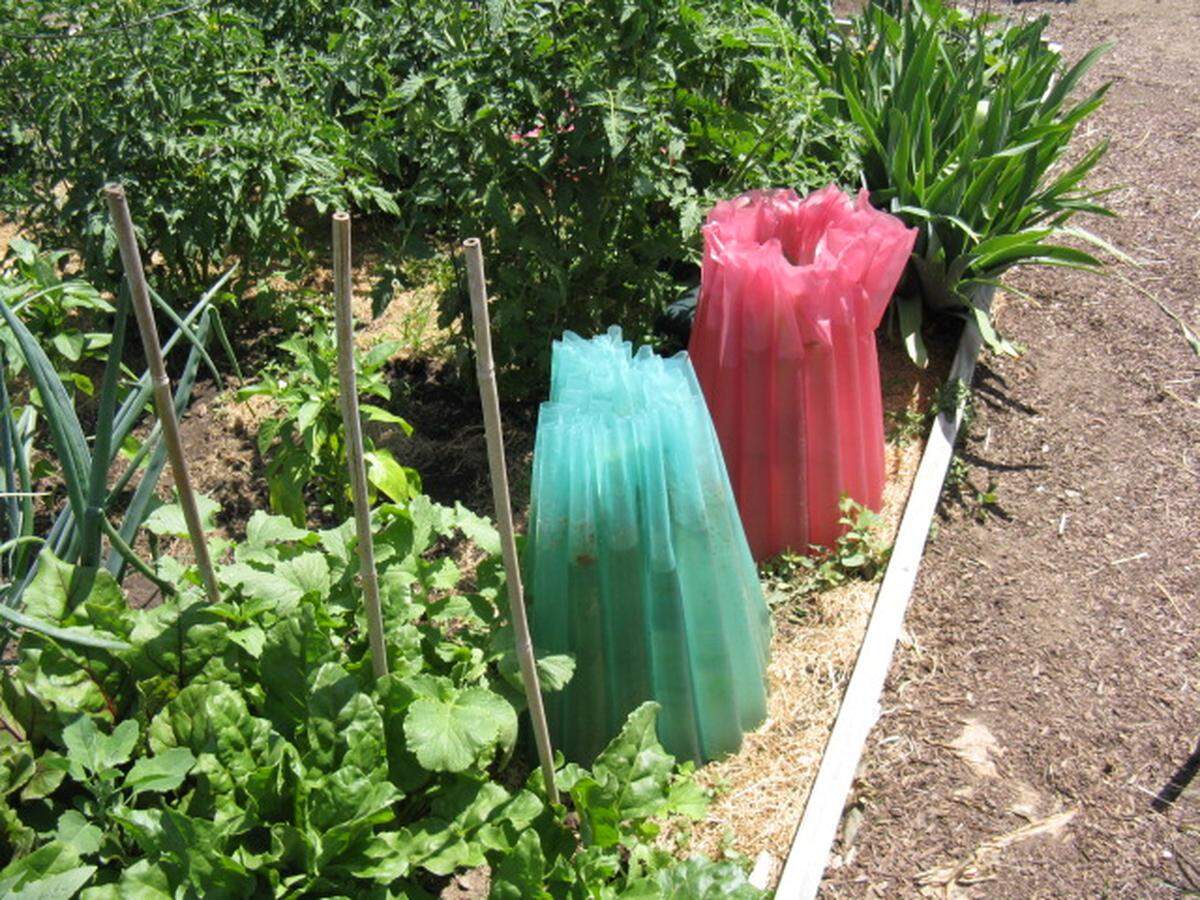 Cover the fragile top of the tomato plant if you’re determined to plant before mid-May.