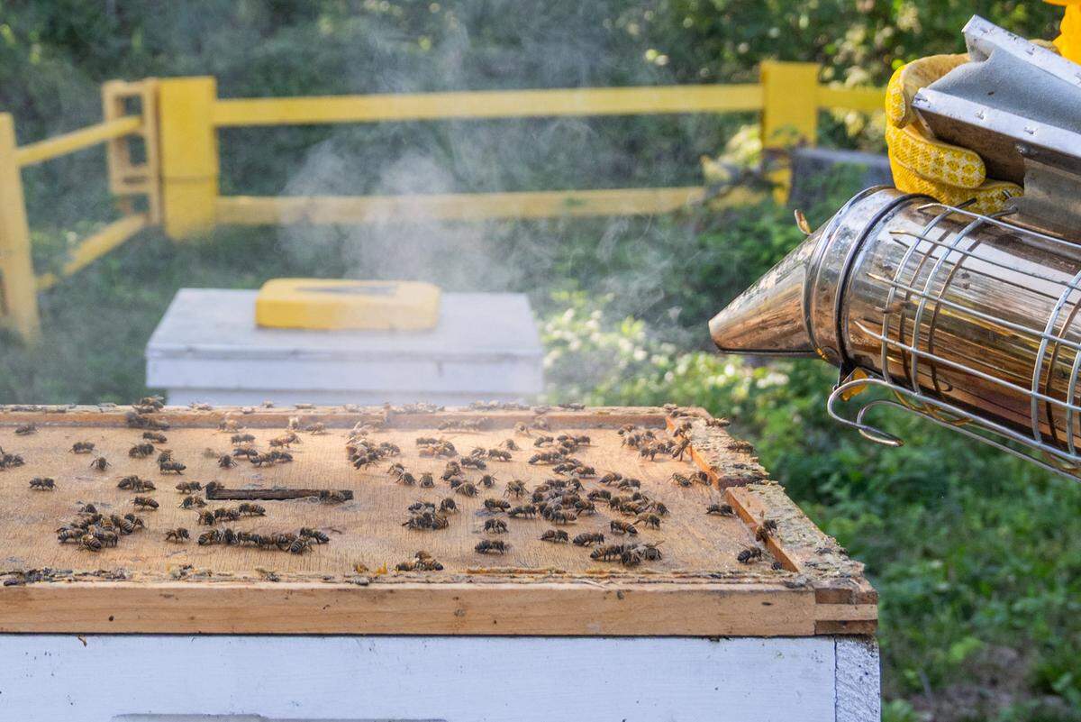 Smoke is used to calm a hive of bees and to alert them of human presence, at MO Hives KC on Friday, October 10, 2025 in Kansas City.
