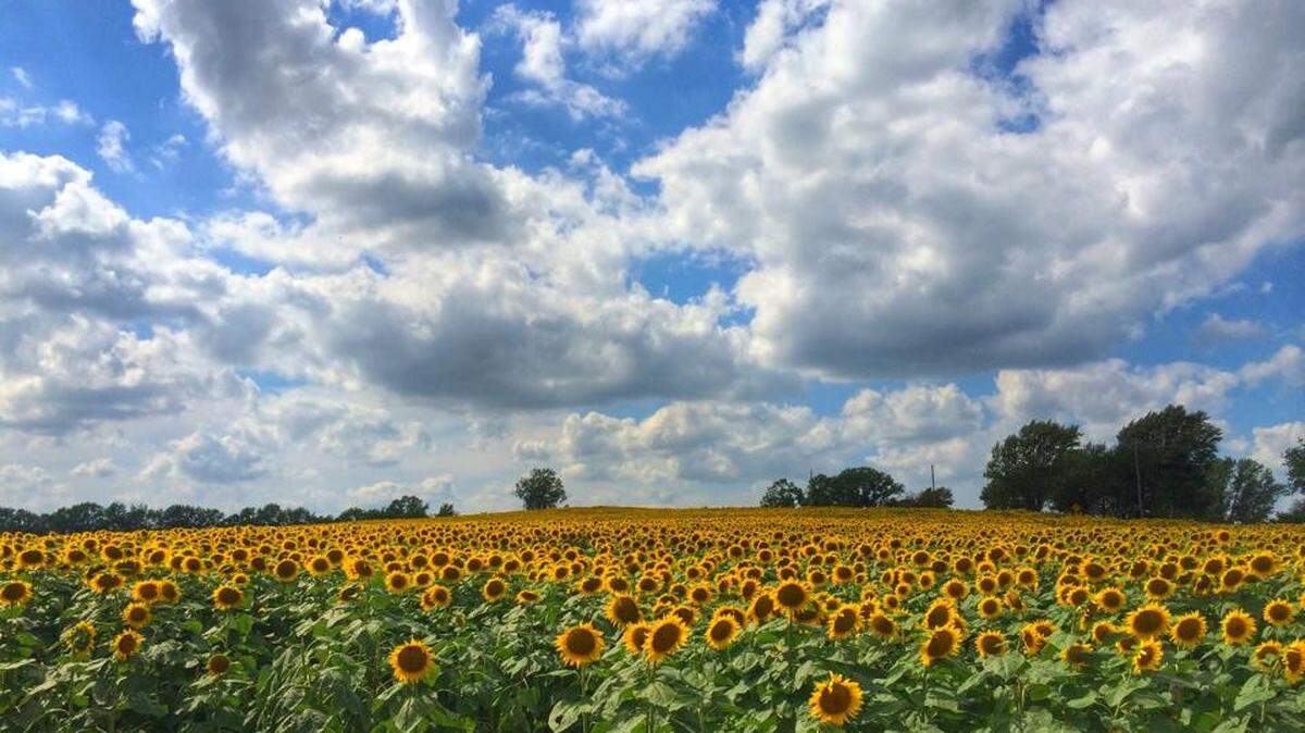 Photo by Grinter Farms