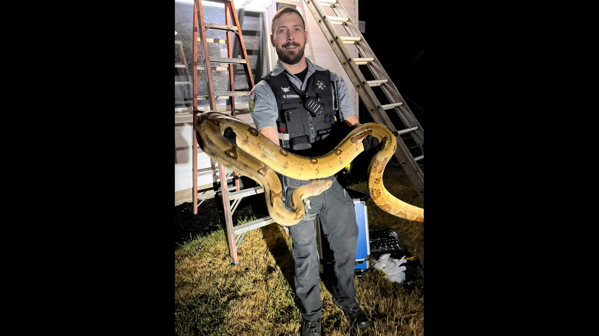 Deputies in Wisconsin captured a huge exotic snake that slithered onto the roof of a home in Chetek.