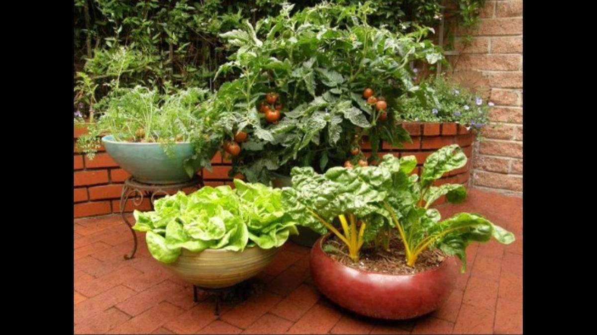 If soil is just right and you take watering needs and heat in mind, your dream veggie garden can be contained.