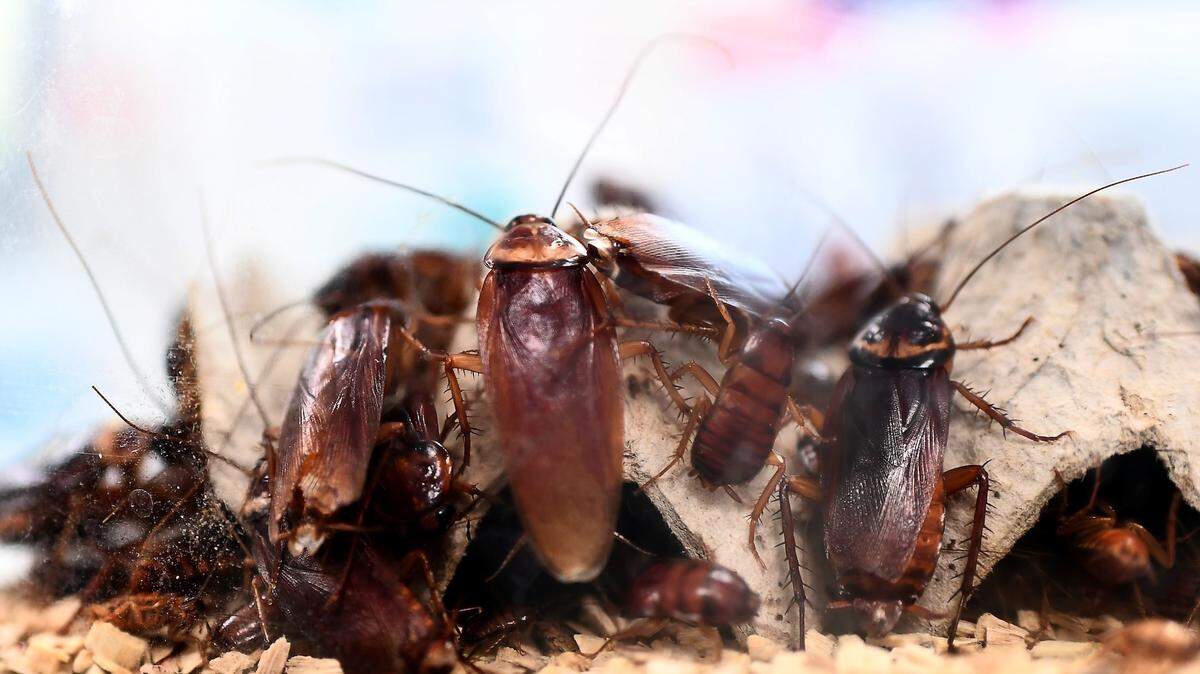 Why Do Some Cockroaches Eat Each Other’s Wings What to Know