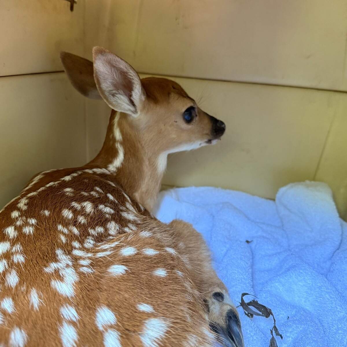A photo of a baby deer in a cardboard box looking away from the camera
