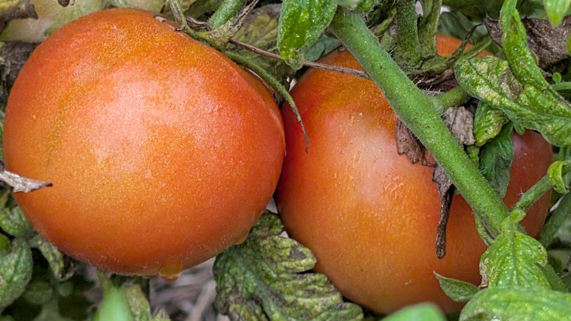 How to build a resilient vegetable garden that can handle Midwest extremes