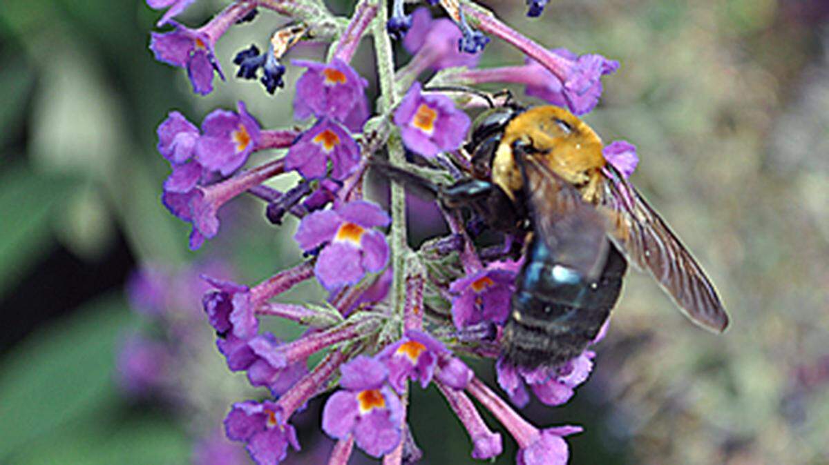 For insects such as this bumble bee, pollinator boxes or hotels aren’t as beneficial as a natural habitat.