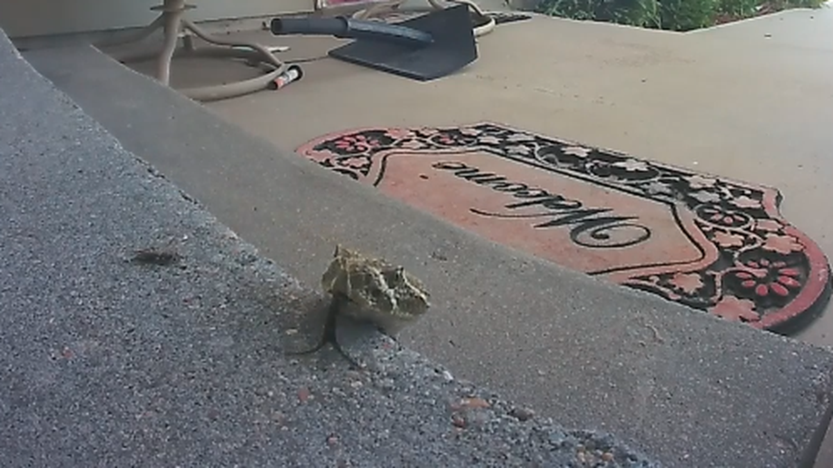 A FedEx driver killed a rattlesnake slithering along a Nebraska woman’s front porch.