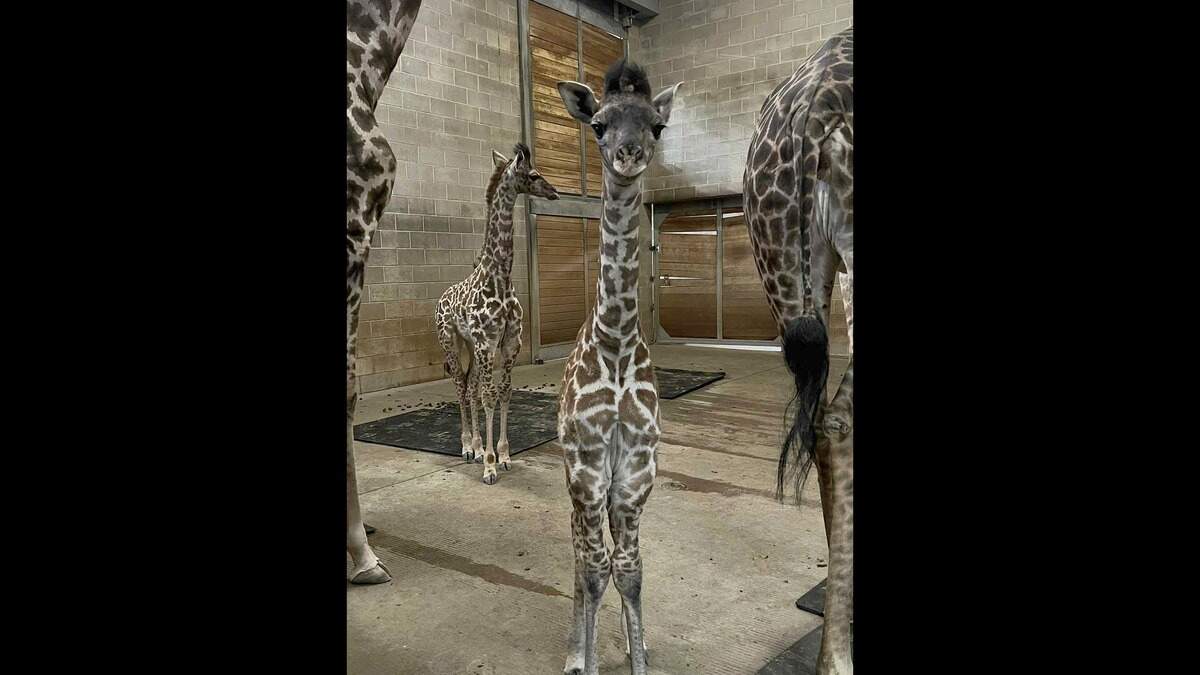 The Kansas City Zoo & Aquarium announced the birth of Aspen, a female giraffe who was welcomed into the world Dec. 29, 2025. The giraffe calf is in good health and has been enjoying time with the herd, the zoo said.