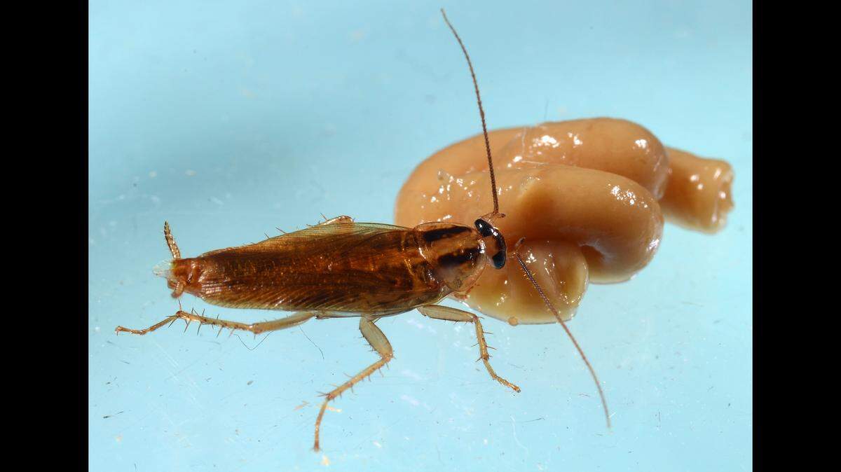 File photo of German cockroach