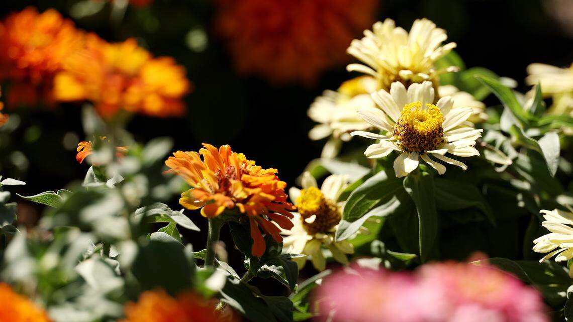 Plants That Survive the Heat and Still Give You a Lush Summer Garden