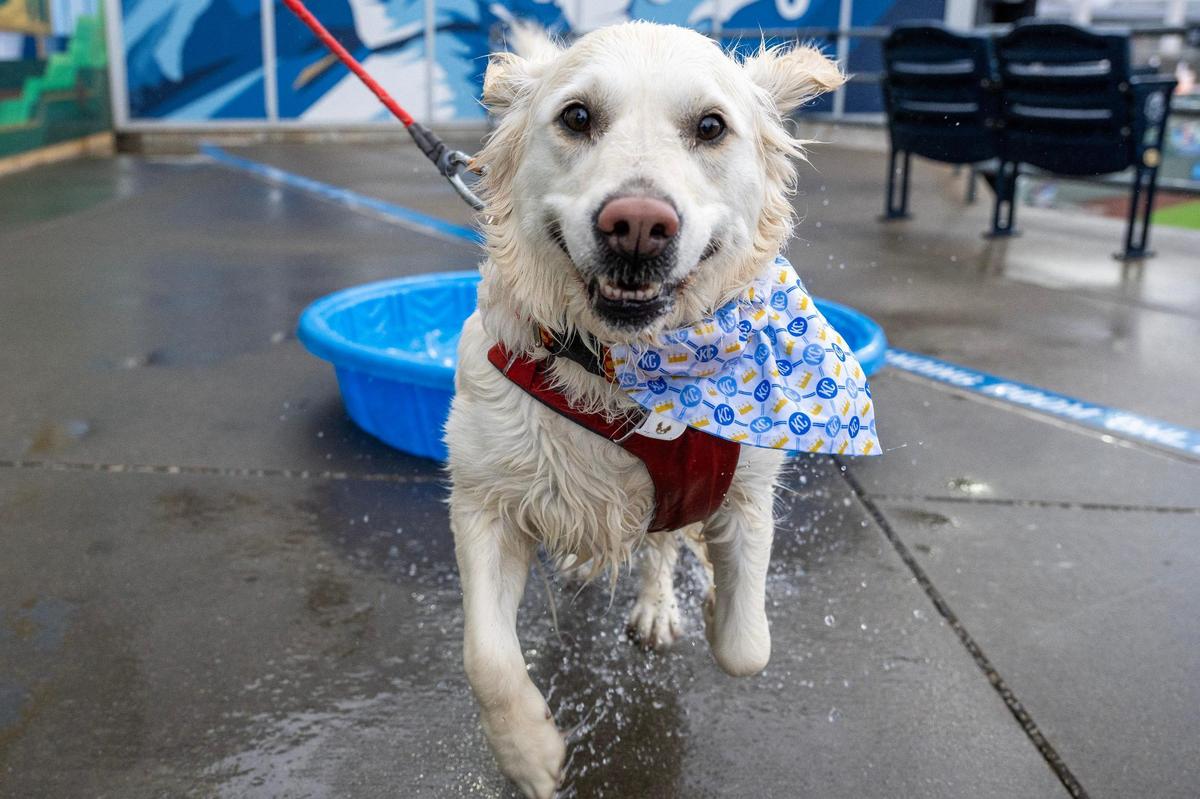 A dog named Glenna jumps out of a kiddie pool during Bark at the Park at an MLB game between the Kansas City Royals and the Baltimore Orioles on Friday, April 4, 2025, at Kauffman Stadium.