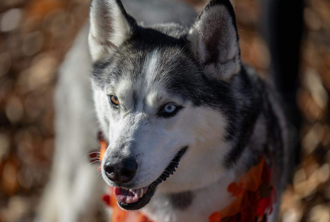 Oboe, an available husky, visits the KC Pet Project's new “Barks & Rec” Playground for shelter dogs on Tuesday, Nov. 25, 2025, at the organization's campus in Swope Park.