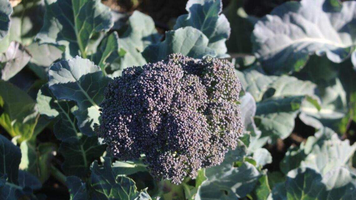 Don’t toss those carrot tops: Learn to stretch the bounty of your vegetable gardens