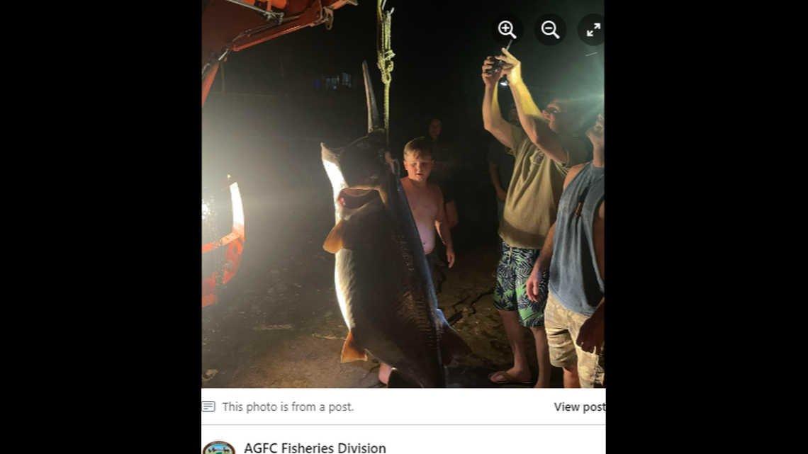 A massive paddlefish was recently captured at Beaver Lake in Arkansas, photos show.