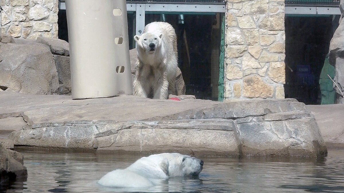 Bam Bam (top in photo) is getting used to her new home, which she is sharing with Berlin, at the Kansas City Zoo.