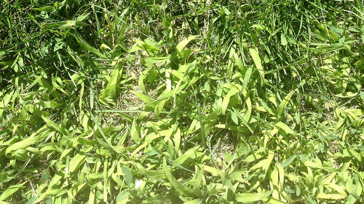It takes gardening talent to rid your yard of crabgrass.