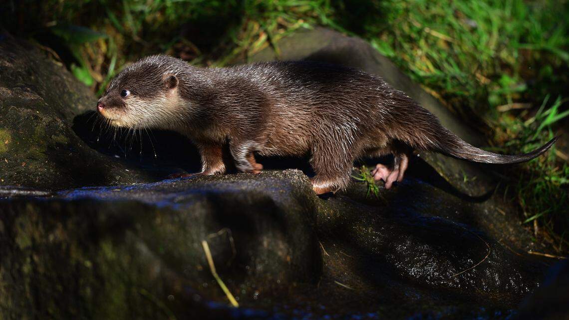 Otter Broke Into a Garden Center Owner’s Response Was Gold
