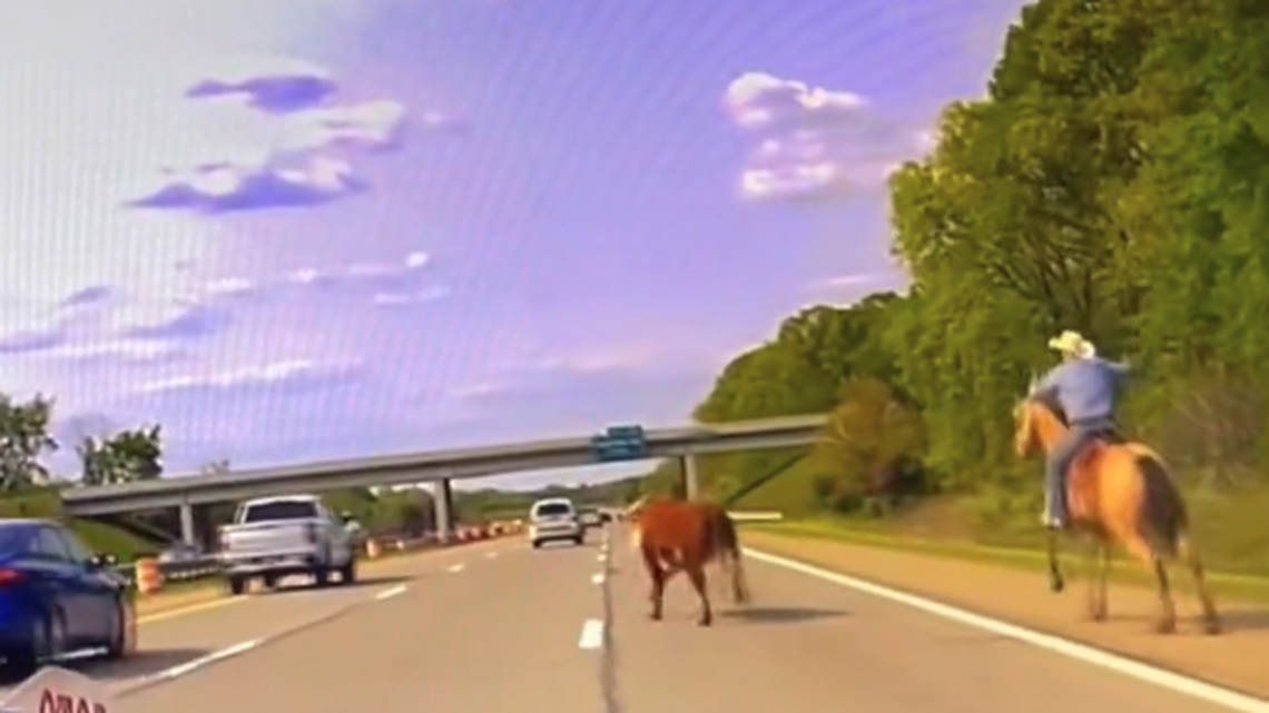 A runaway steer was wrangled by a man with a lasso on Interstate 75 in Michigan, cops say.