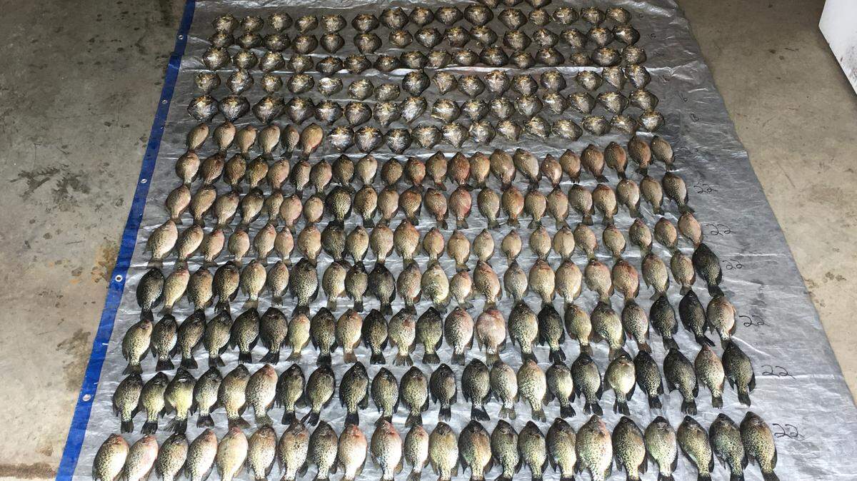 A couple from southern Minnesota is facing charges after a report from the Minnesota Department of Natural Resources said they caught and kept more crappies than allowed by state law. Officials seized more than 250 crappies from the couple’s home in May.