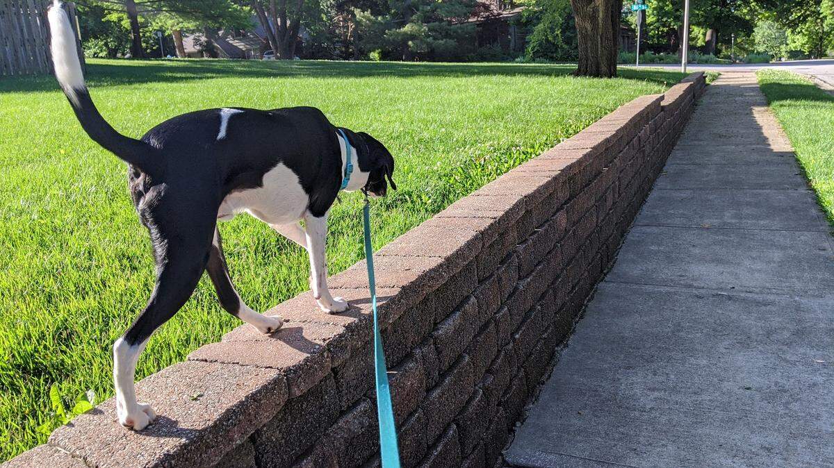 Jack’s usually under strict control when he’s out on the street.