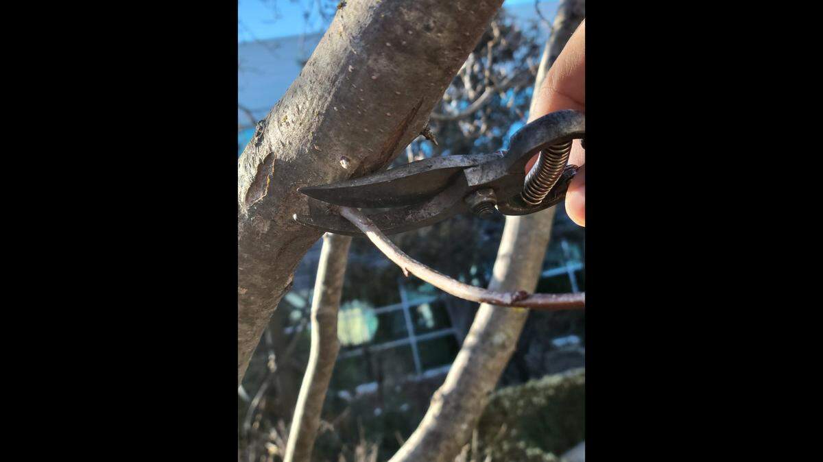 Late winter is the best time to prune your trees.