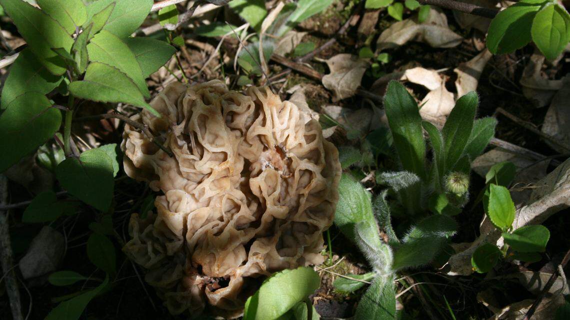 File photo of a morel mushroom. A man hunting for morels found a dead body in Iowa, police said.