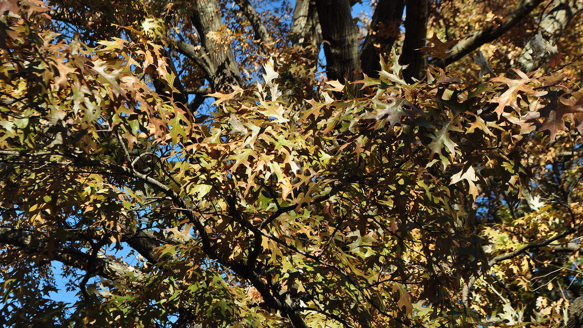 Why are there leaves still stuck on the trees? There’s a word — and reason — for that