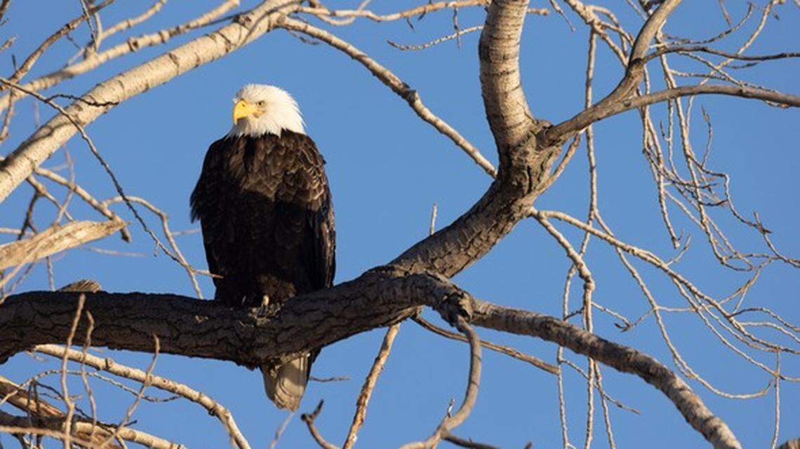 A bald eagle was found dead with a gunshot wound in Missouri, officials said.