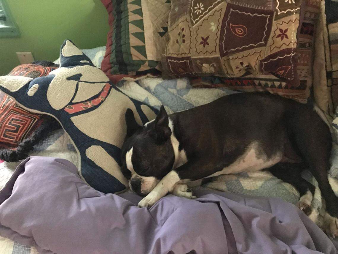 Oreo, a Boston Terrier, is awaiting surgery to amend the extensive injuries she received while caught in a coyote trap.