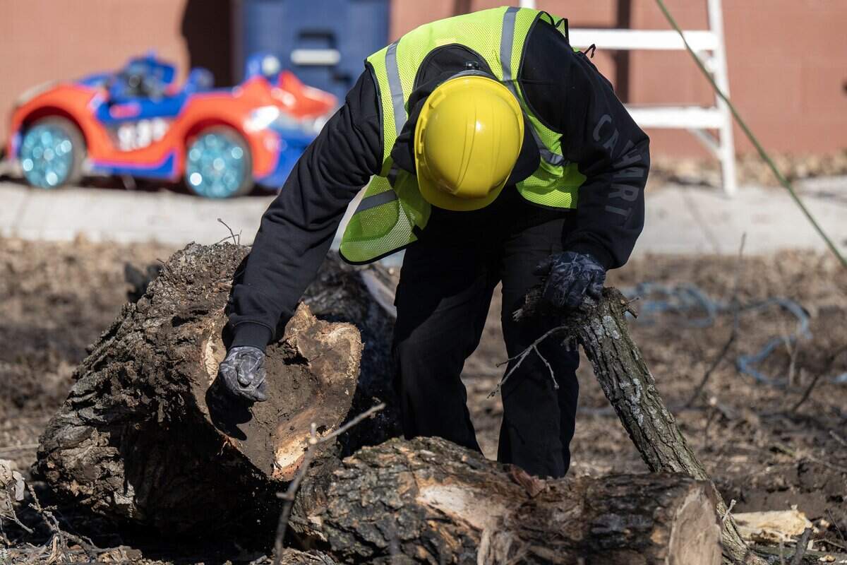 A tree removal crew member removes decayed wood from inside a cut limb during the removal of a 250-year-old bur oak on Wednesday, Jan. 14, 2026, in the Northeast neighborhood of Kansas City.