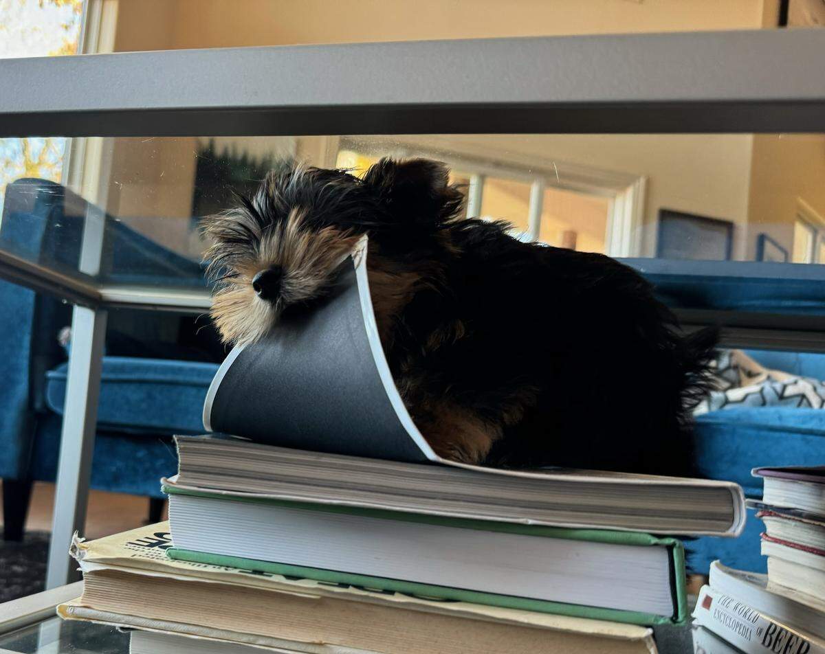 Teddy is known in his family as a bit of a trouble-maker.