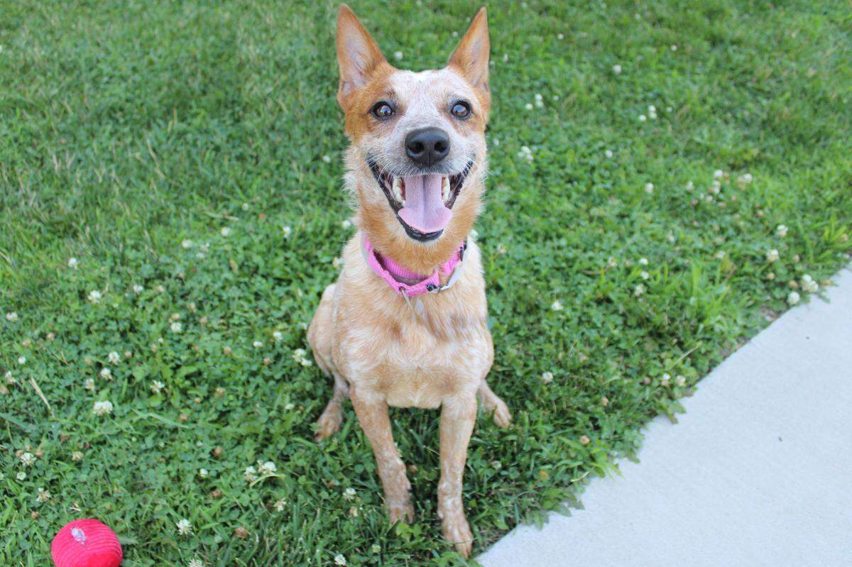 Oakley is a 3-year-old American Red Heeler Mix up for adoption at Wayside Waifs.