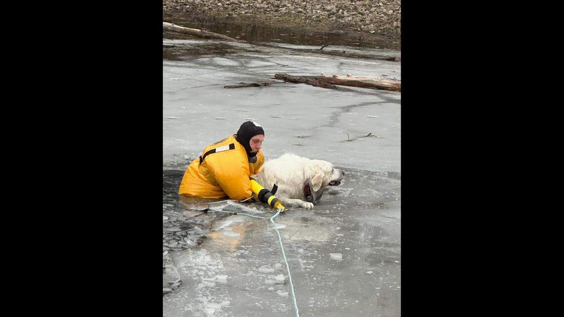 A Great Pyrenees was treading water for a half hour in Long Grove, Illinois, before firefighters arrived and pulled Belle from the icy pond. 