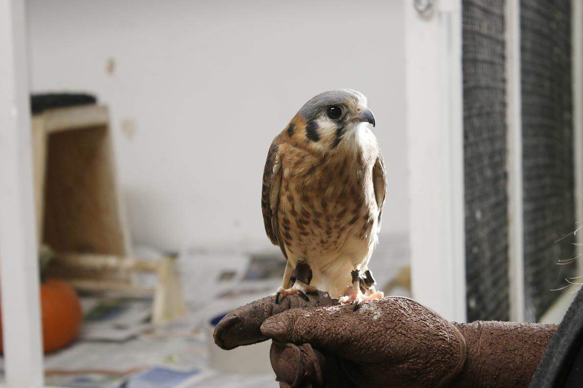 An American kestrel that came to Ernie Miller Nature Center in 2015 perches on the glove of outdoor education director Andrea Joslin.