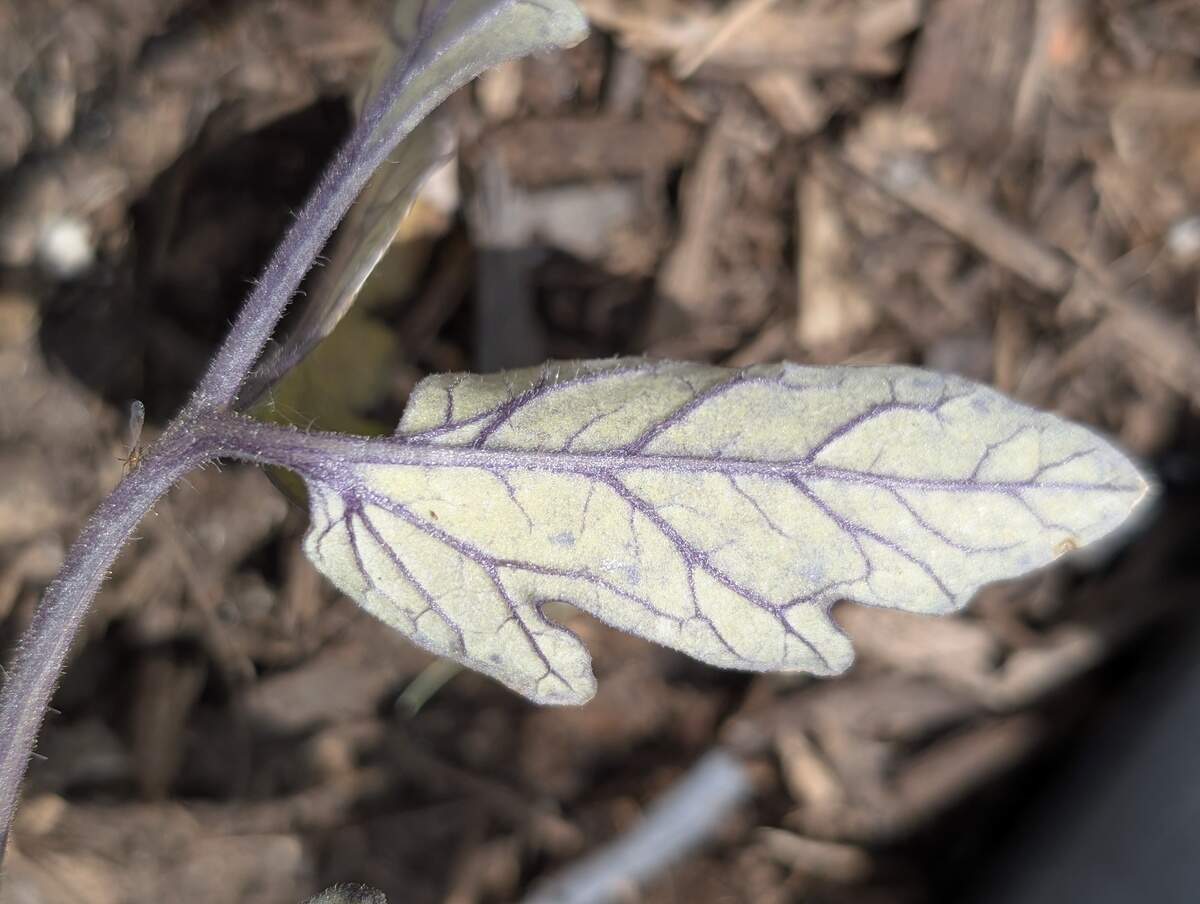 Tomatoes may show signs of phosphorus or magnesium deficiency, indicated by purple veins on the undersides of leaves.