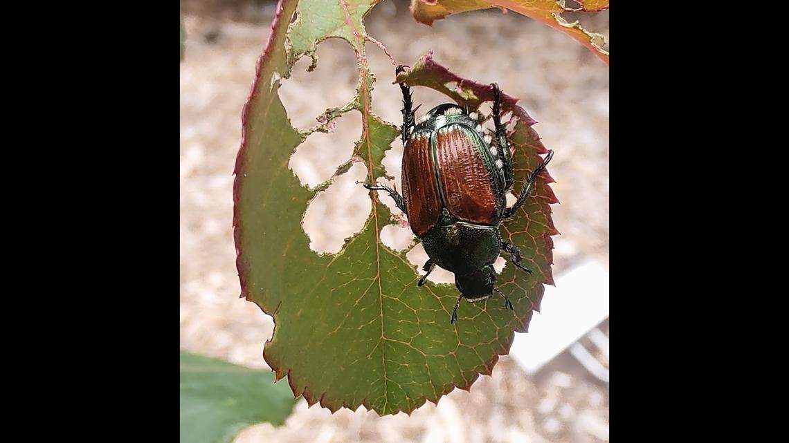 When will the Japanese beetles come out and cause garden destruction? Turns out, there’s a way to predict that. Hint: It involves math.