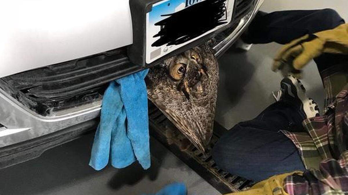 Feet-first. That's how a great horned owl flew into the front grille of a car rolling down an Iowa road on Saturday. Luckily for the driver, and owl, help came quickly.