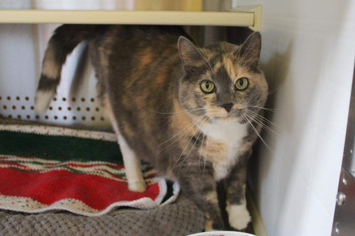 Allie is a calico looking for a cozy home to call her own.